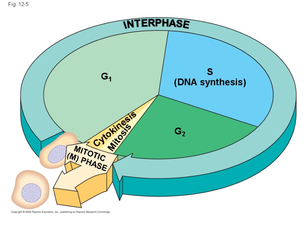 Fig. 12-5 S (DNA synthesis) MITOTIC (M) PHASE Mitosis Cytokinesis G1 G2 INTERPHASE